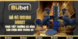 Đá gà WS168 Bubet – Trực tiếp trường gà đỉnh cao cược đâu trúng đó