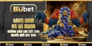 Cách chơi đá gà mạng – Hướng dẫn chi tiết cho người mới bắt đầu